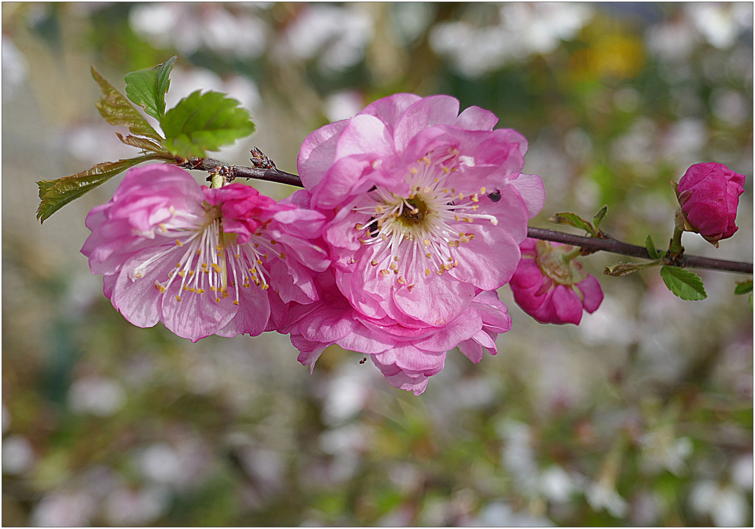 Mandelblüten Makro