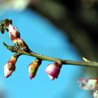 Mandelblüten mit Arbeitsbiene bei der Arbeit