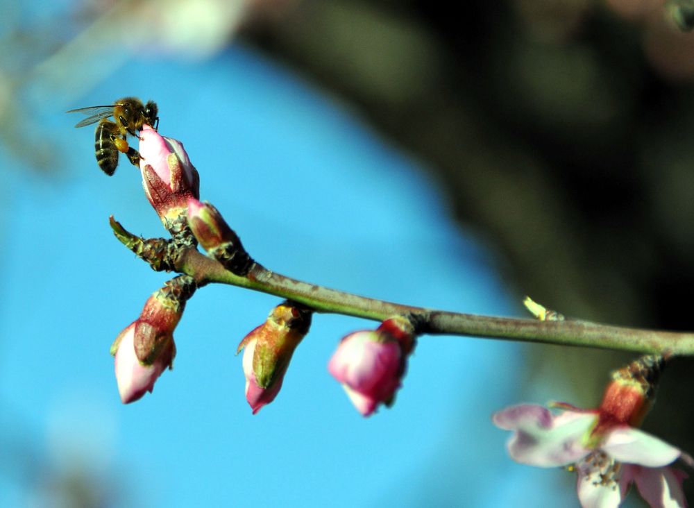 Mandelblüten mit Arbeitsbiene bei der Arbeit