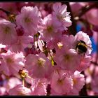 Mandelblüten mit Besuch