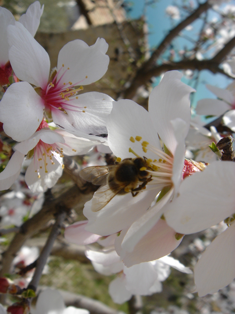 Mandelblüten mit Biene