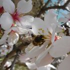 Mandelblüten mit Biene