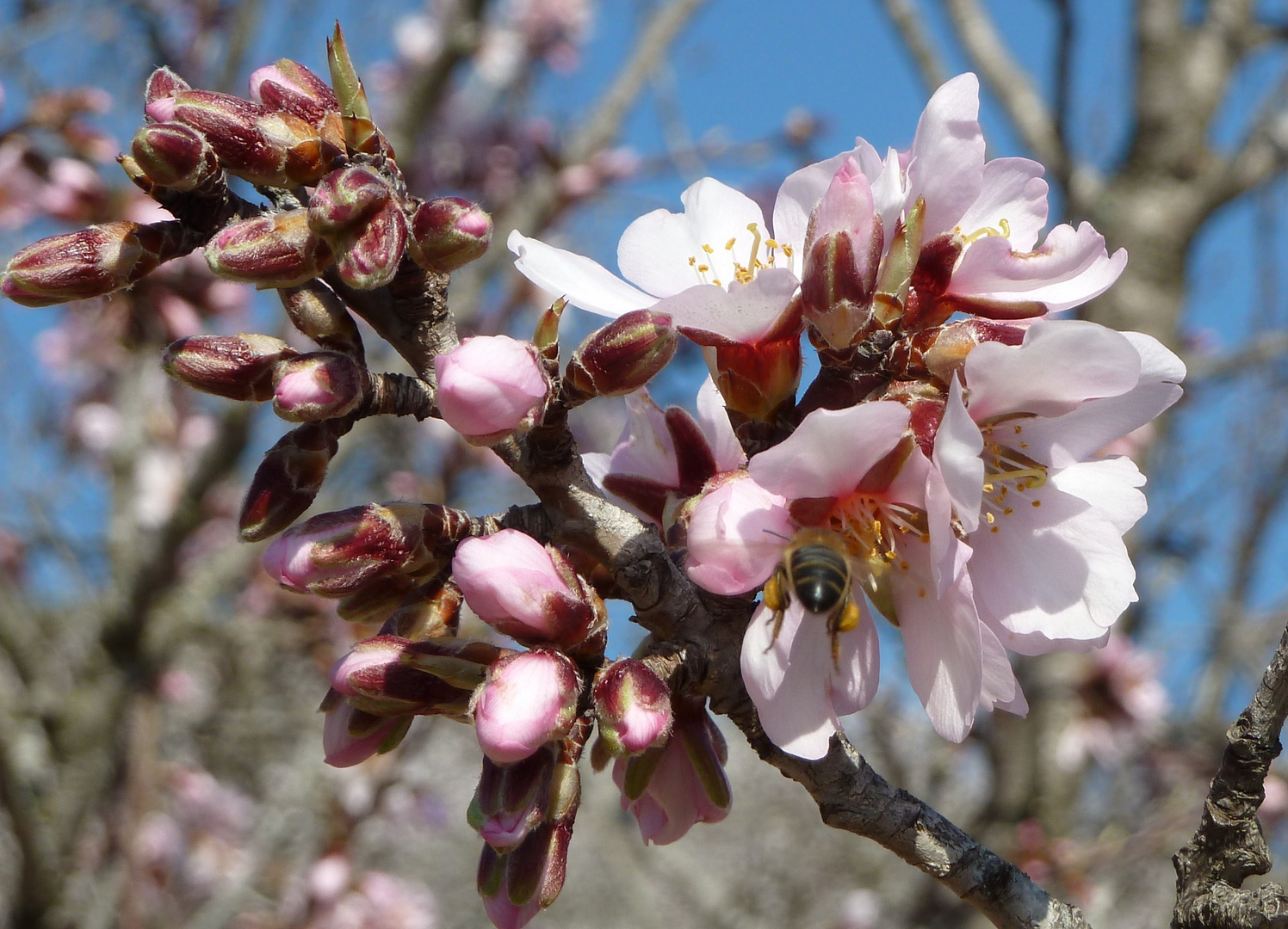 Mandelblüten mit fleißigem Bienchen