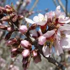 Mandelblüten mit fleißigem Bienchen