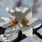 Mandelblüten mit Schatten