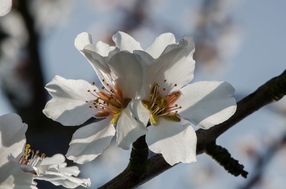 Mandelblüten mit Schatten