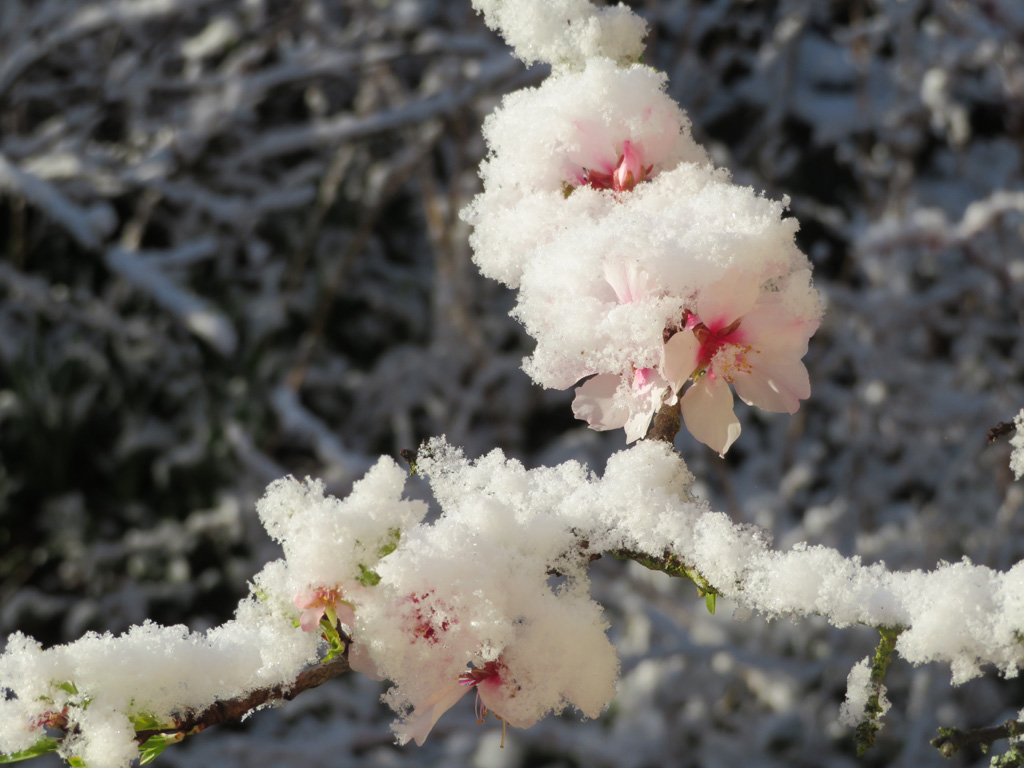 Mandelblüten mit Schnee 