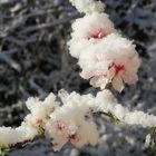 Mandelblüten mit Schnee 