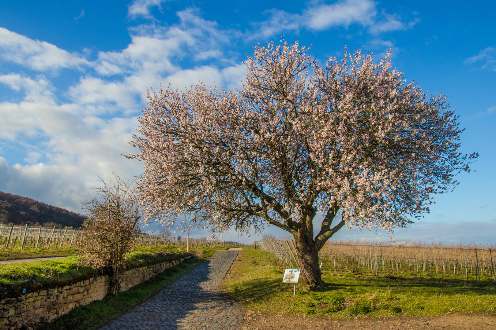 Mandelblüten-Träume