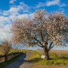 Mandelblüten-Träume