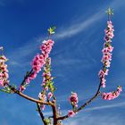 Mandelblüten unter spanischen Himmel