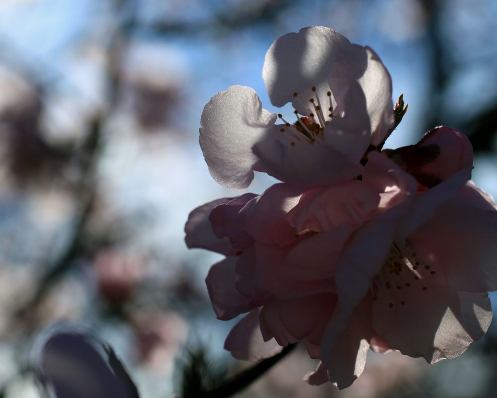 Mandelblüten V