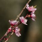 Mandelblüten Weinberge bei Bensheim 2 2021