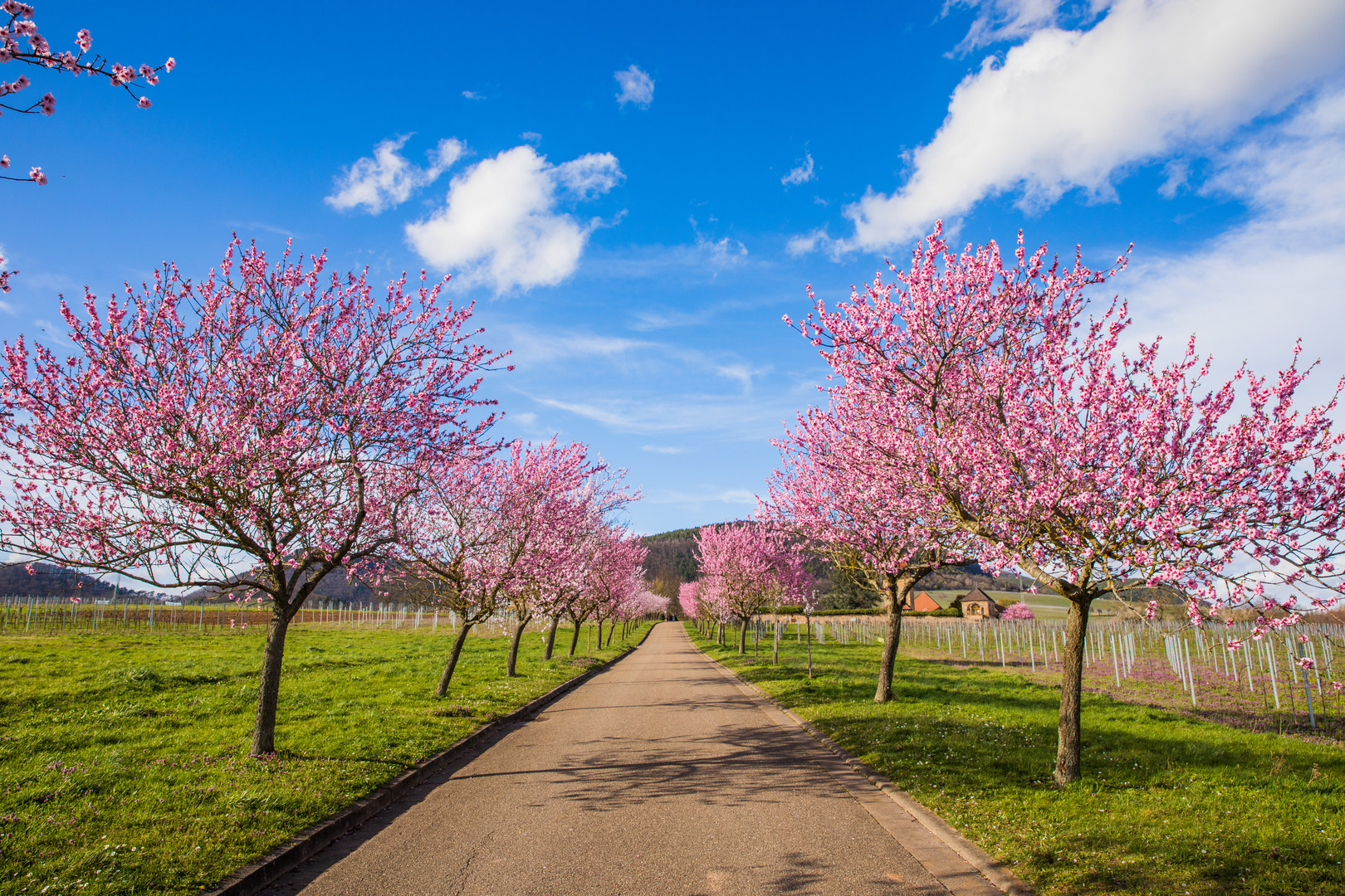 Mandelblütenallee in der Pfalz