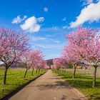 Mandelblütenallee in der Pfalz