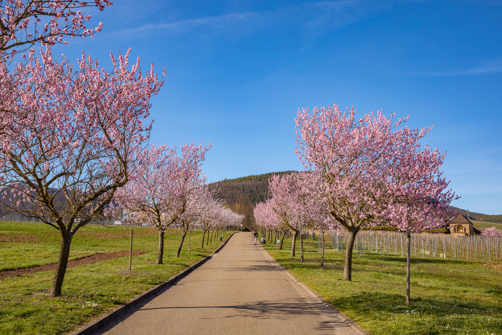Mandelblütenallee in der Südpfalz