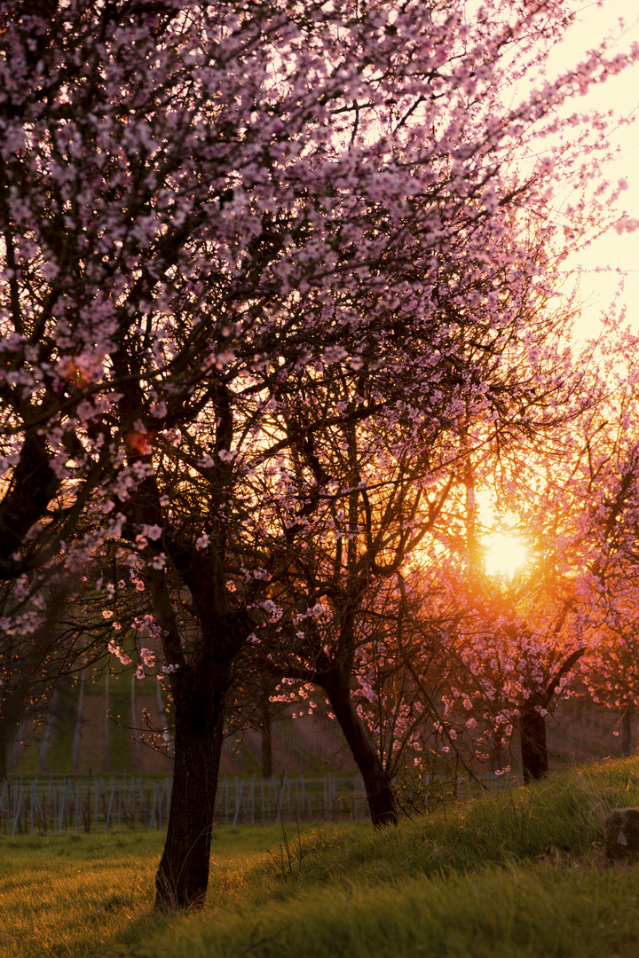 Mandelblütenbäume