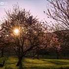 Mandelblütenbaum
