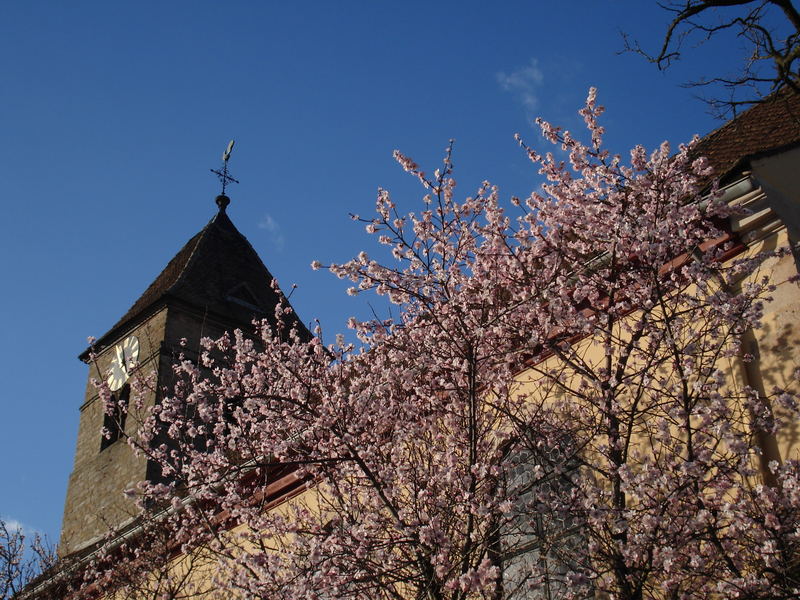 Mandelblütenbaum vor einer Kirche bei mir im Dorf