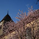 Mandelblütenbaum vor einer Kirche bei mir im Dorf