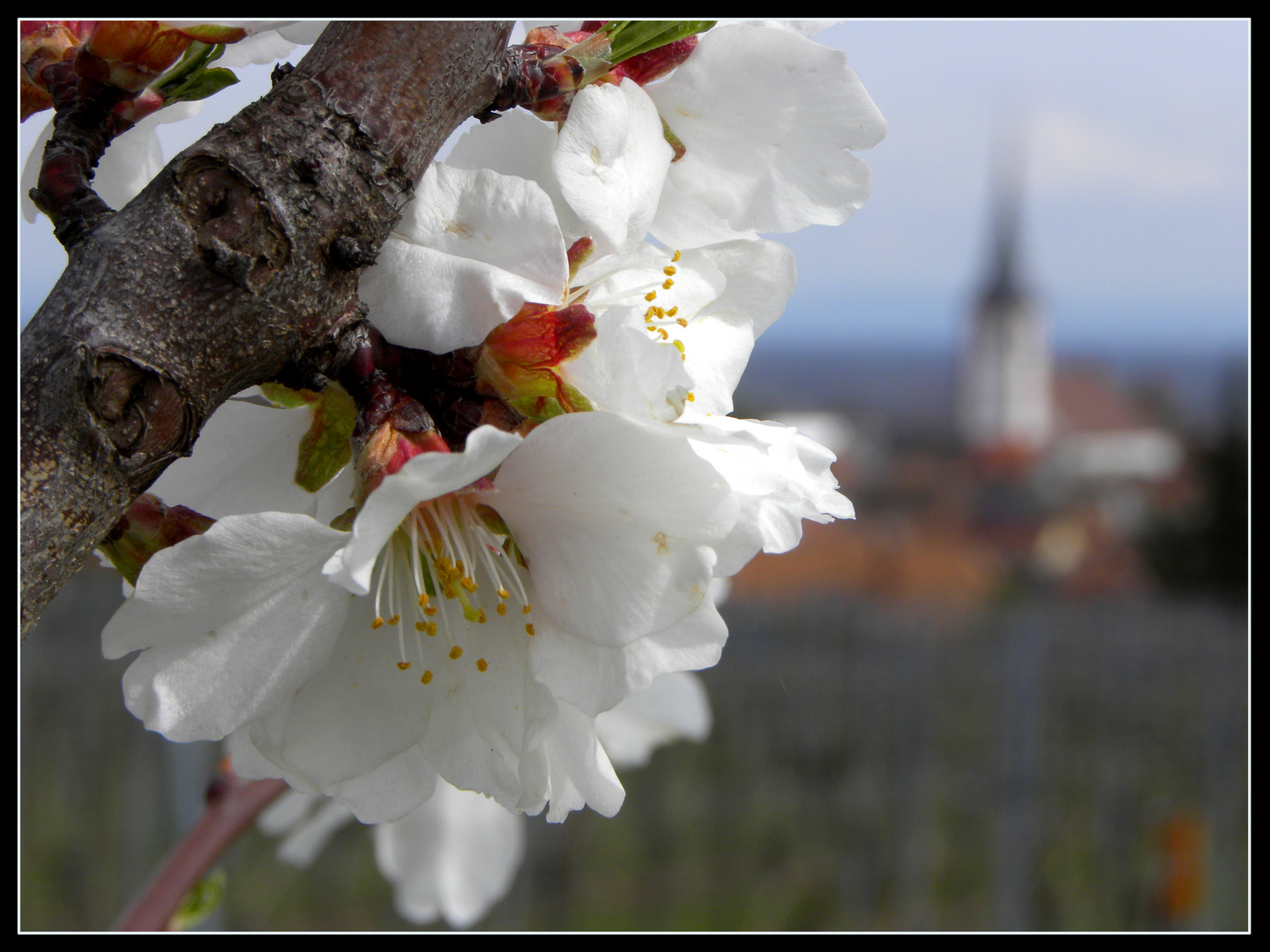 Mandelblütenblick auf Maikammer