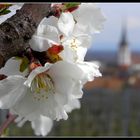 Mandelblütenblick auf Maikammer