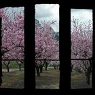Mandelblütenfensterblick