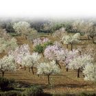 Mandelblütenhain auf Mallorca