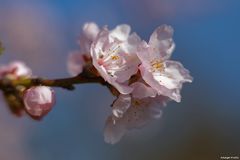 Mandelblütenmakro