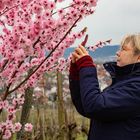 Mandelblütenzeit im Remstal