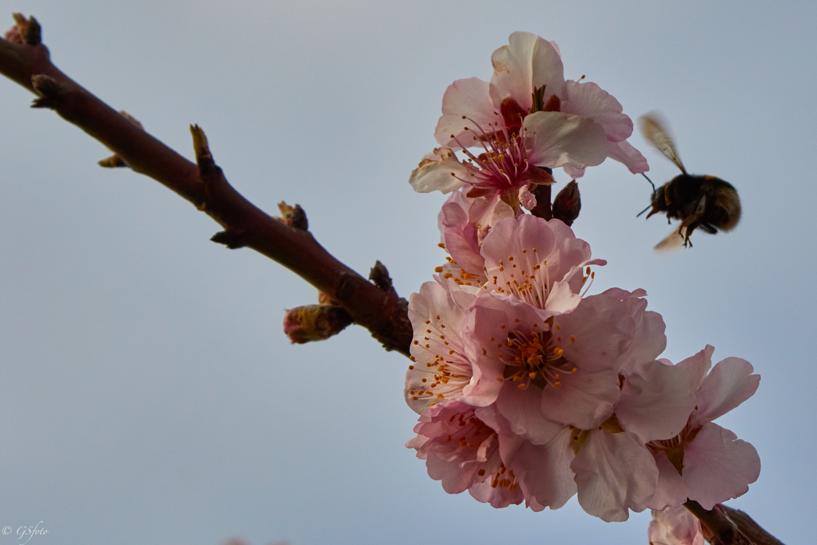 Mandelblüte_PICT8862