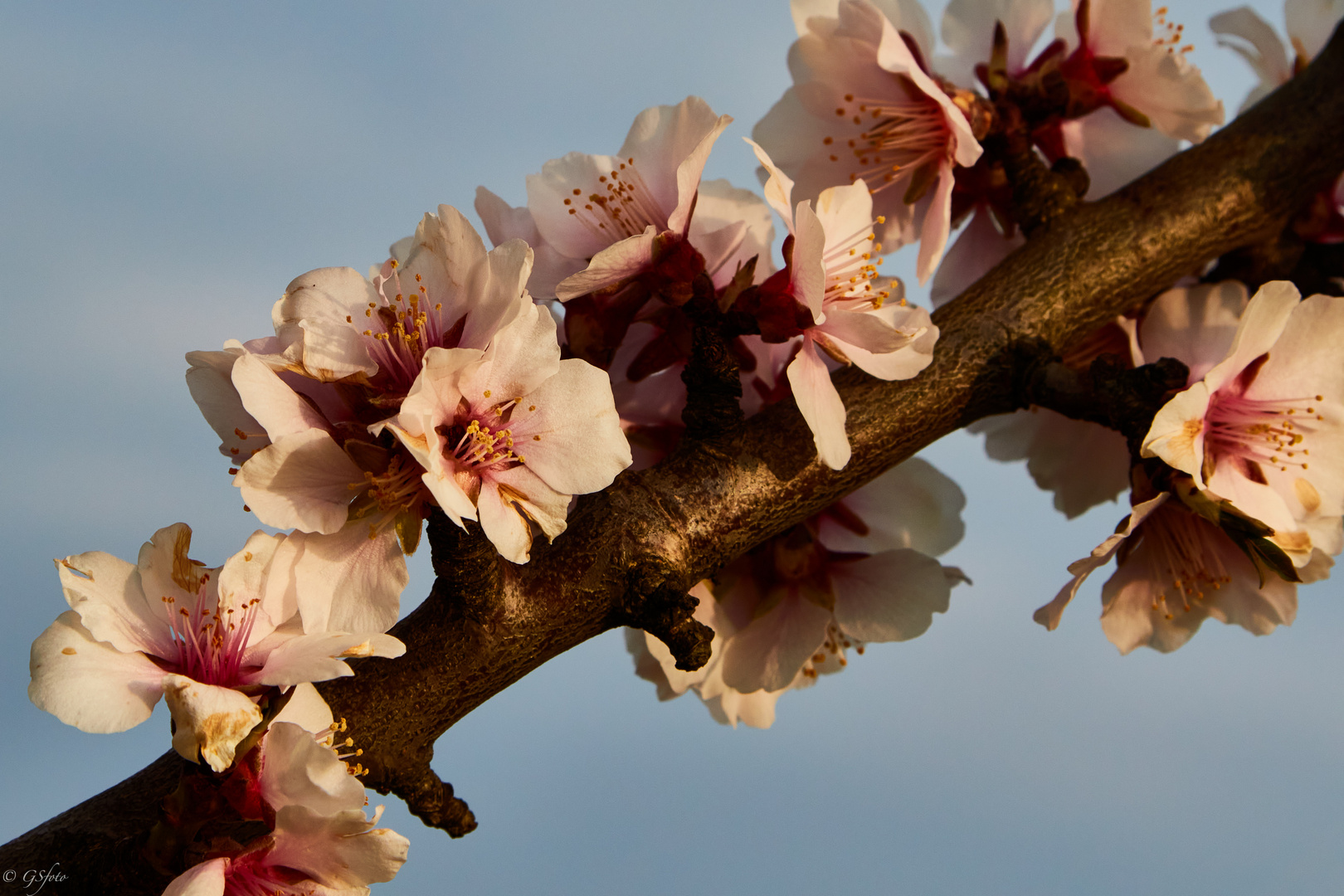 Mandelblüte_PICT8877