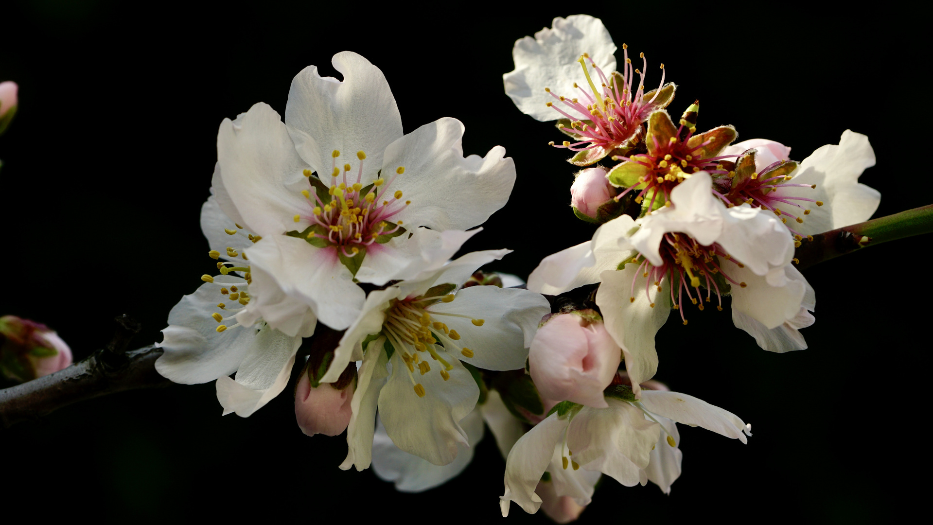 MANDELBLUMEN