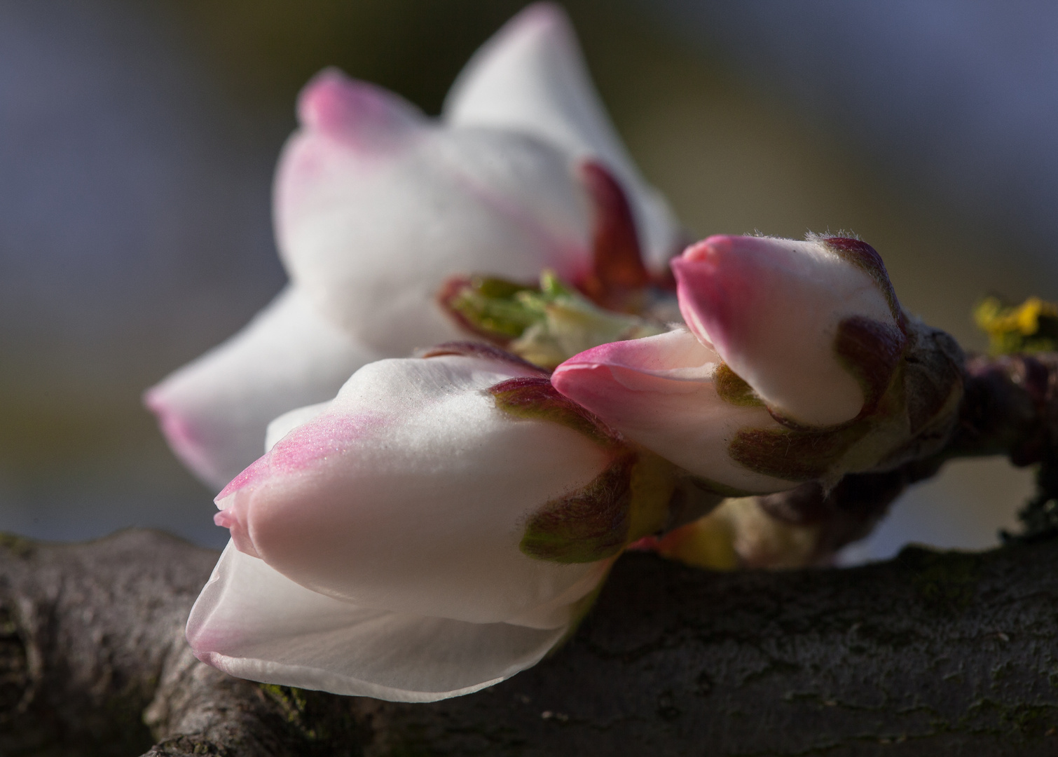 Mandelfrühling