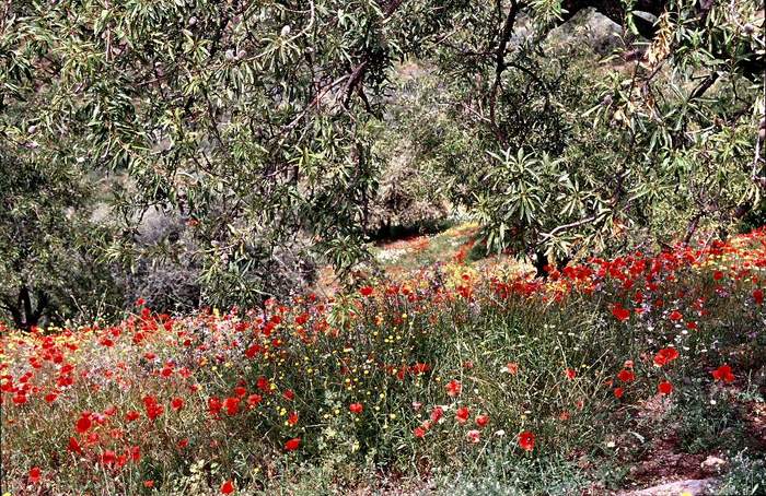 Mandeln und Mohn