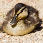 Manderin Duckling