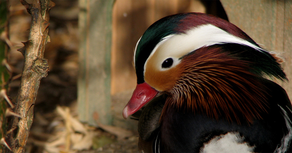 Manderinente im Vogelpark Eckenhagen