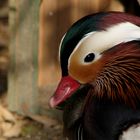 Manderinente im Vogelpark Eckenhagen