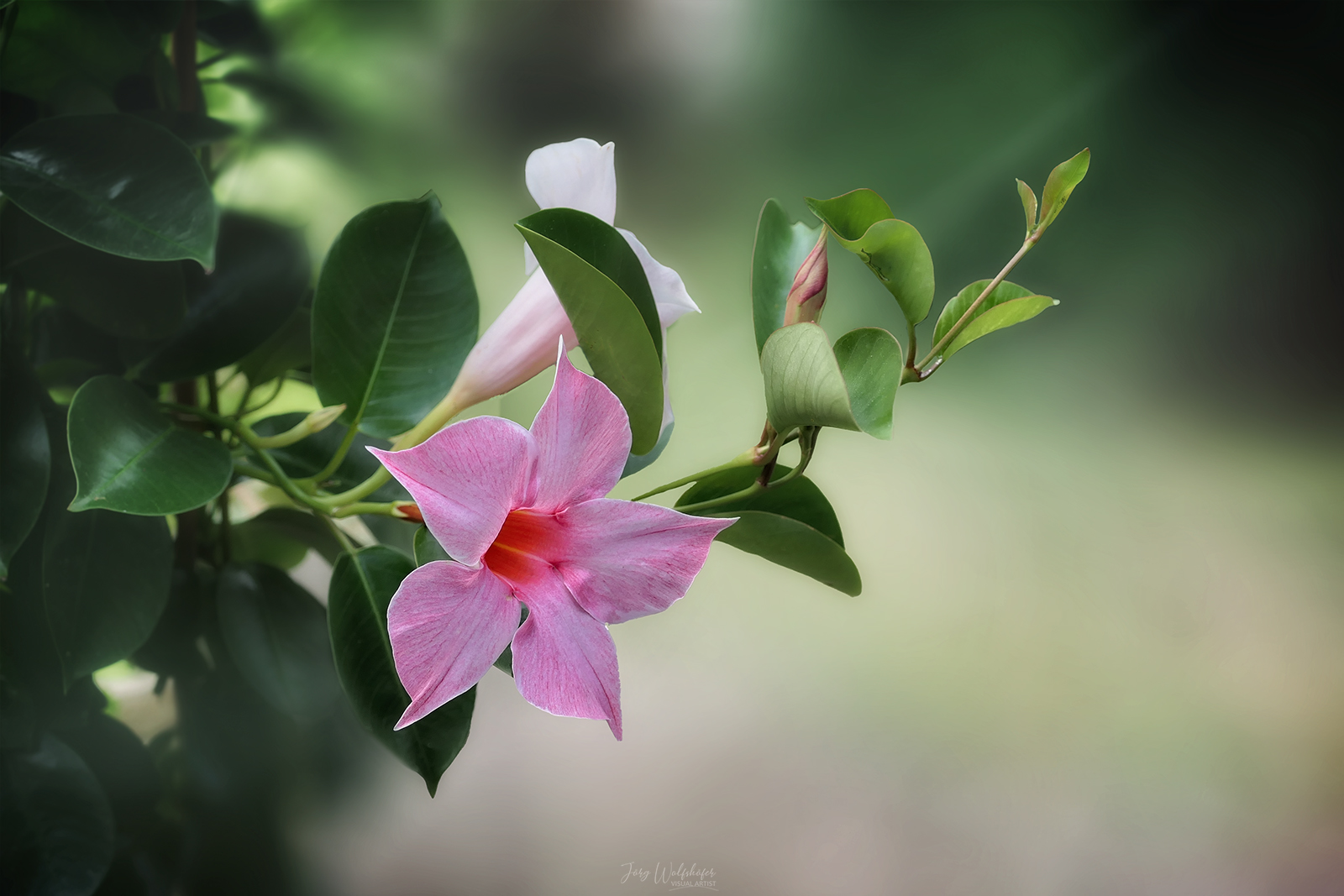 Mandevilla