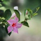 Mandevilla