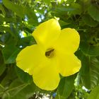 Mandevilla amarilla.