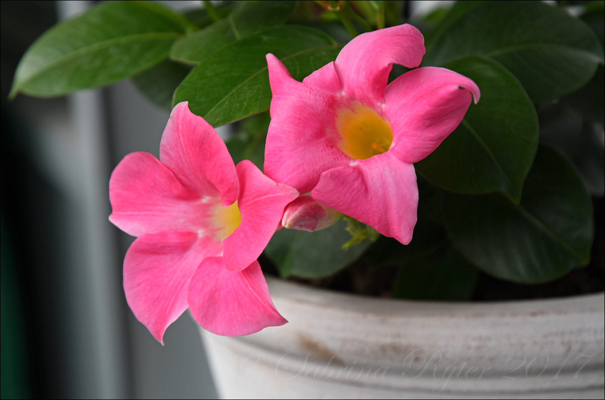 Mandevilla