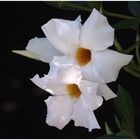 Mandevilla Boliviensis