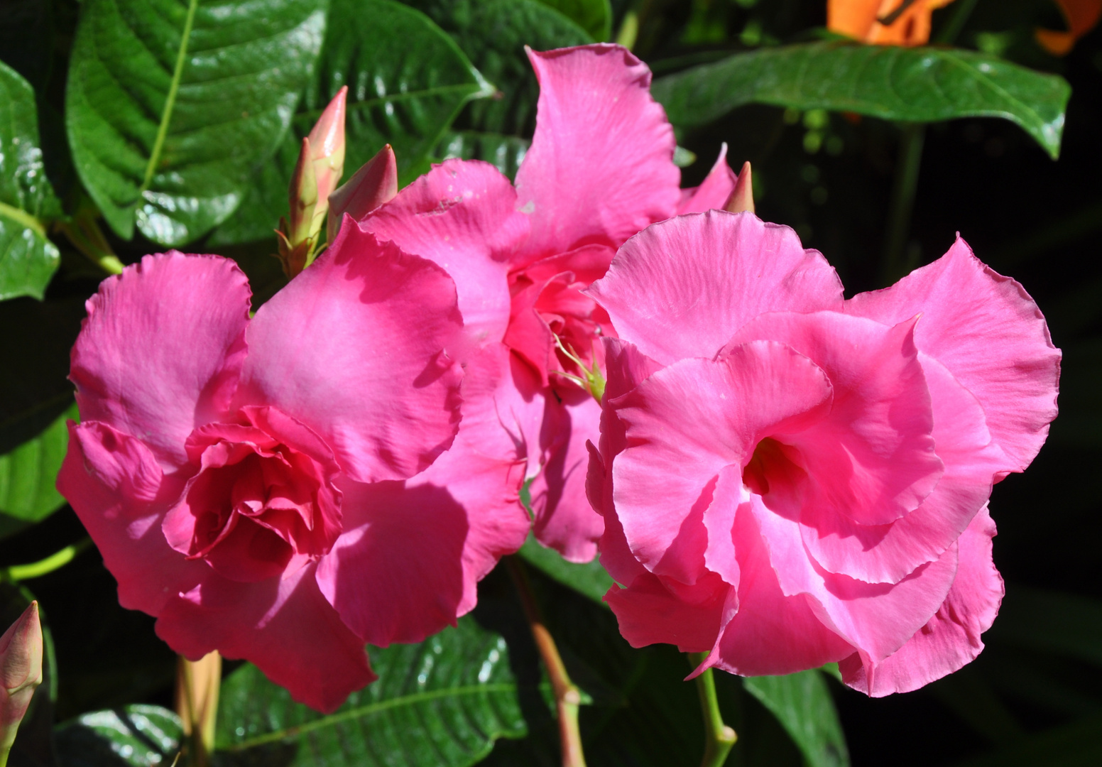 Mandevilla