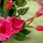 Mandevilla I