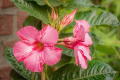 Mandevilla I