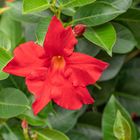 Mandevilla II