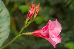 Mandevilla II