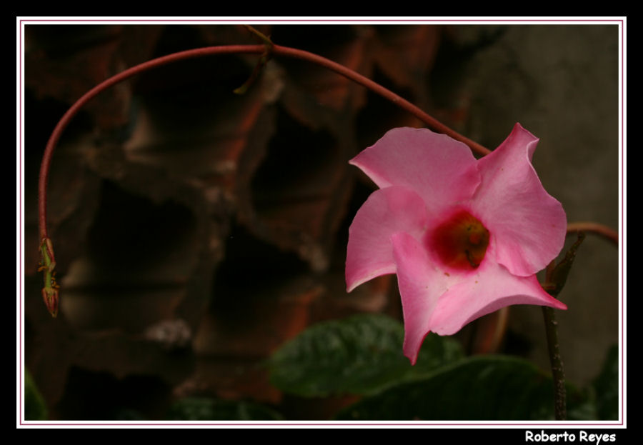 Mandevilla Rosa en Arco