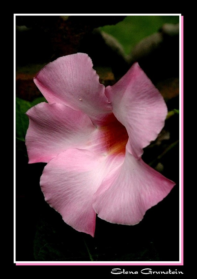 Mandevilla Rosada